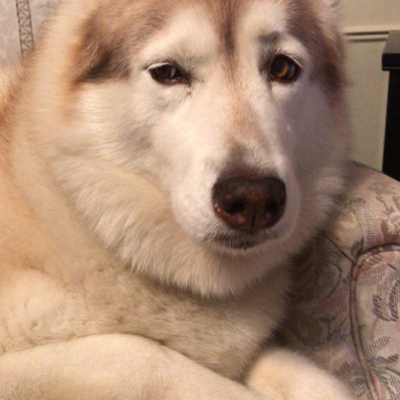 Meet your Posher, O - Picture 1 of 1